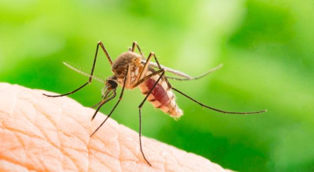 Zanzare in casa: come eliminarle e impedire loro di entrare