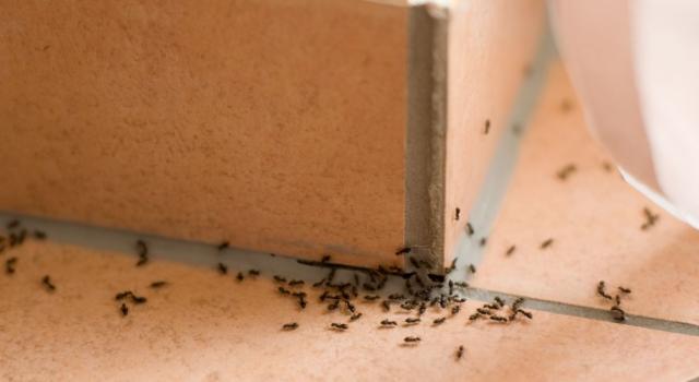 Come eliminare le formiche, ecco i metodi che possono aiutarvi