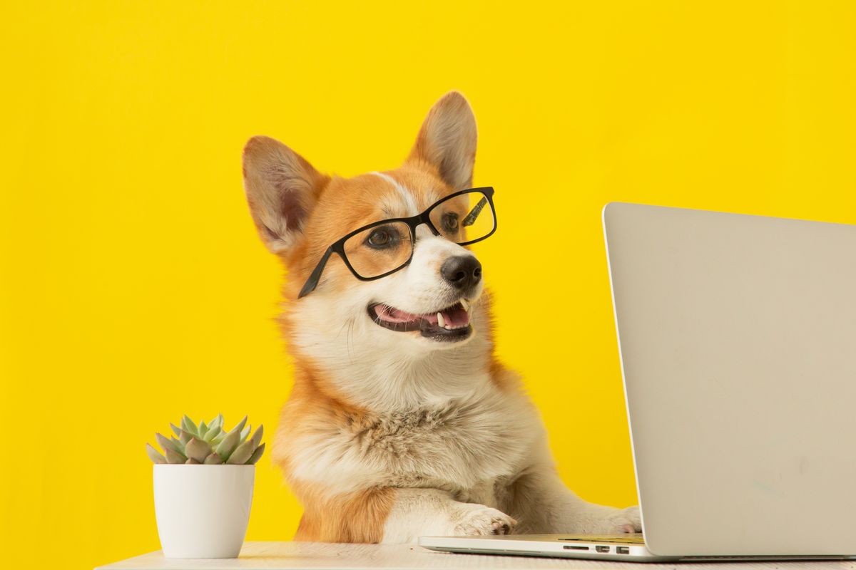 cane al computer