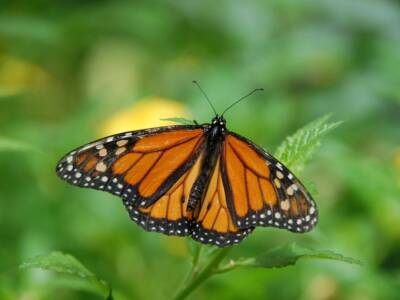 Farfalla monarca