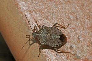 cimice marrone