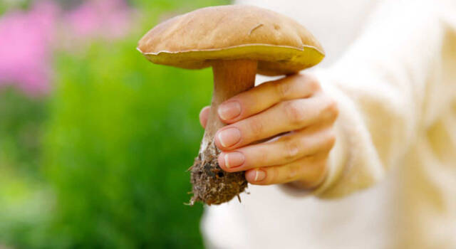Come conservare i funghi: le regole da seguire per poterli gustare nel tempo