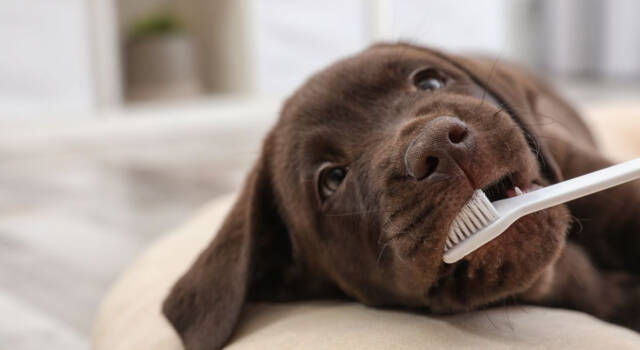 Come lavare i denti al cane: tutte le dritte da seguire