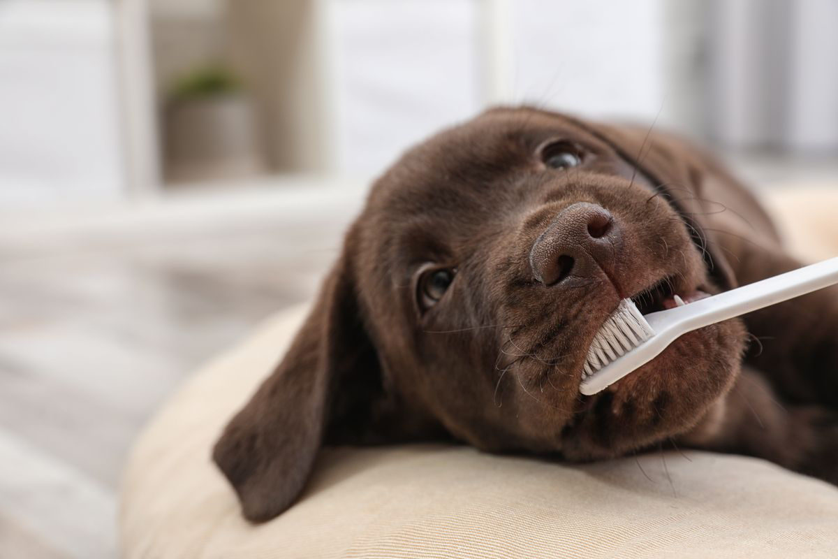 lavaggio denti cane