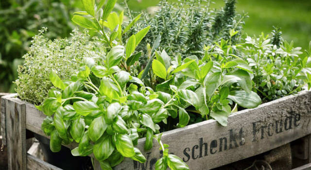 Arriva il freddo: ecco le erbe aromatiche migliori da coltivare in casa