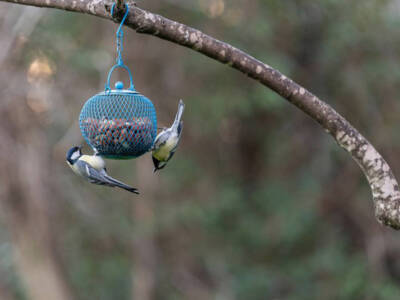 mangiatoia per uccelli