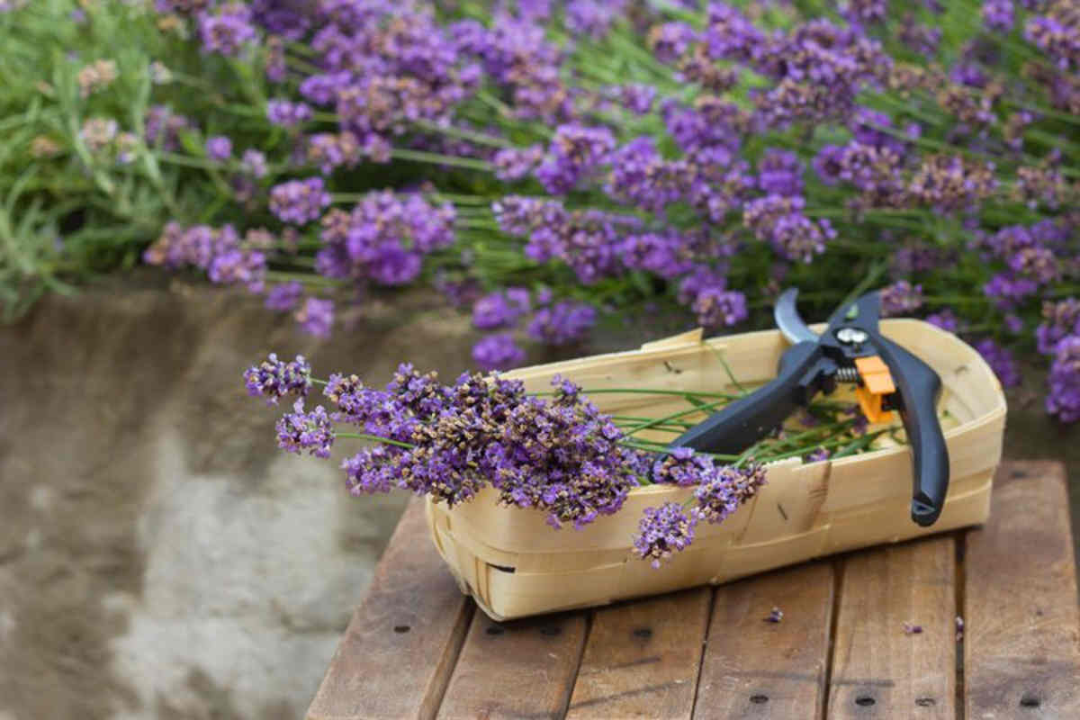 potatura lavanda