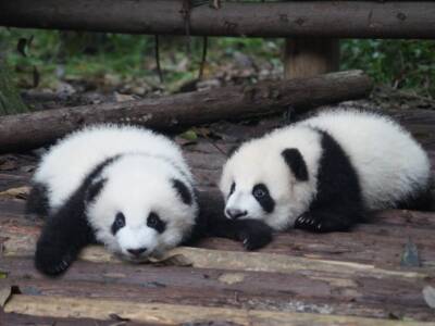 Sono nate due gemelline panda nello zoo francese di Beauval