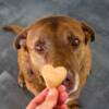Festeggia il cane con torta e candeline: senzatetto trova casa