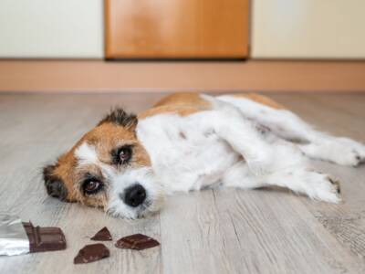Gastroenterite cane, sintomi e cura: come aiutare il nostro amico a quattro zampe