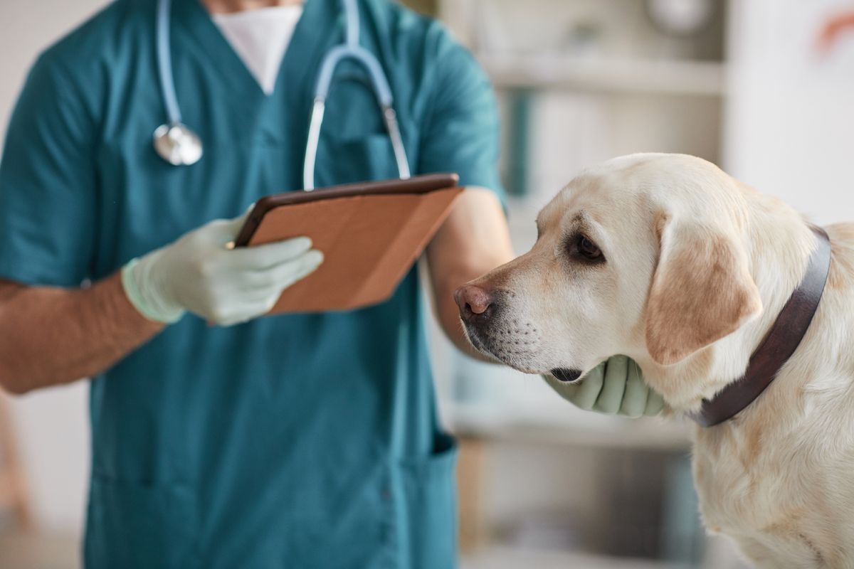 cane visita veterinaria