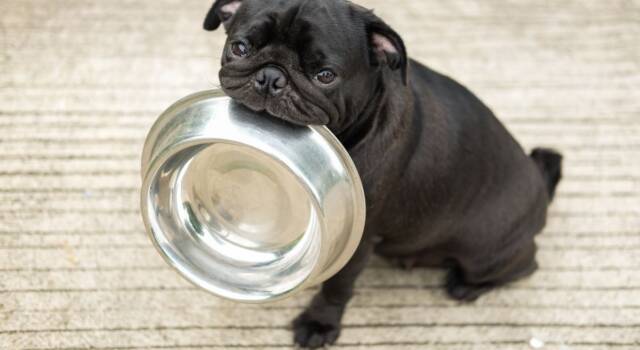 Alimentazione per il cane: cosa deve mangiare il nostro amico a quattro zampe?