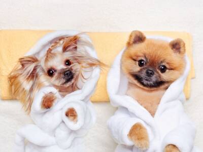 coppia di cani taglia piccola