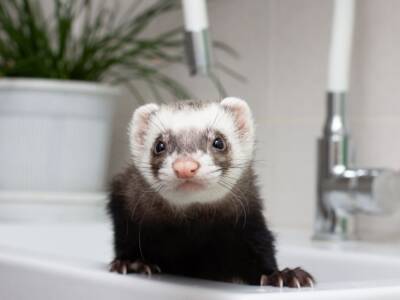 furetto nel lavandino