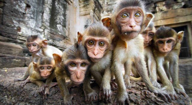 Tornano, dopo quasi un secolo, le scimmie urlatrici a Rio de Janeiro &#8211; VIDEO