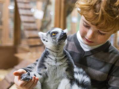 Lemure domestico: cosa sapere sul simpatico animale del Madagascar