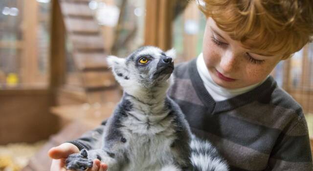 Lemure domestico: cosa sapere sul simpatico animale del Madagascar