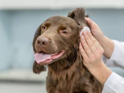 Pulizia orecchie del cane: le tecniche, i prodotti e i rimedi naturali