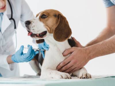 Vaccini cane, “core” e “non-core”: cosa dice la legge italiana?