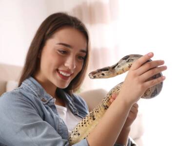Serpenti domestici: quali sono quelli che si possono avere in casa?