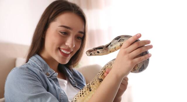 Serpenti domestici: quali sono quelli che si possono avere in casa?