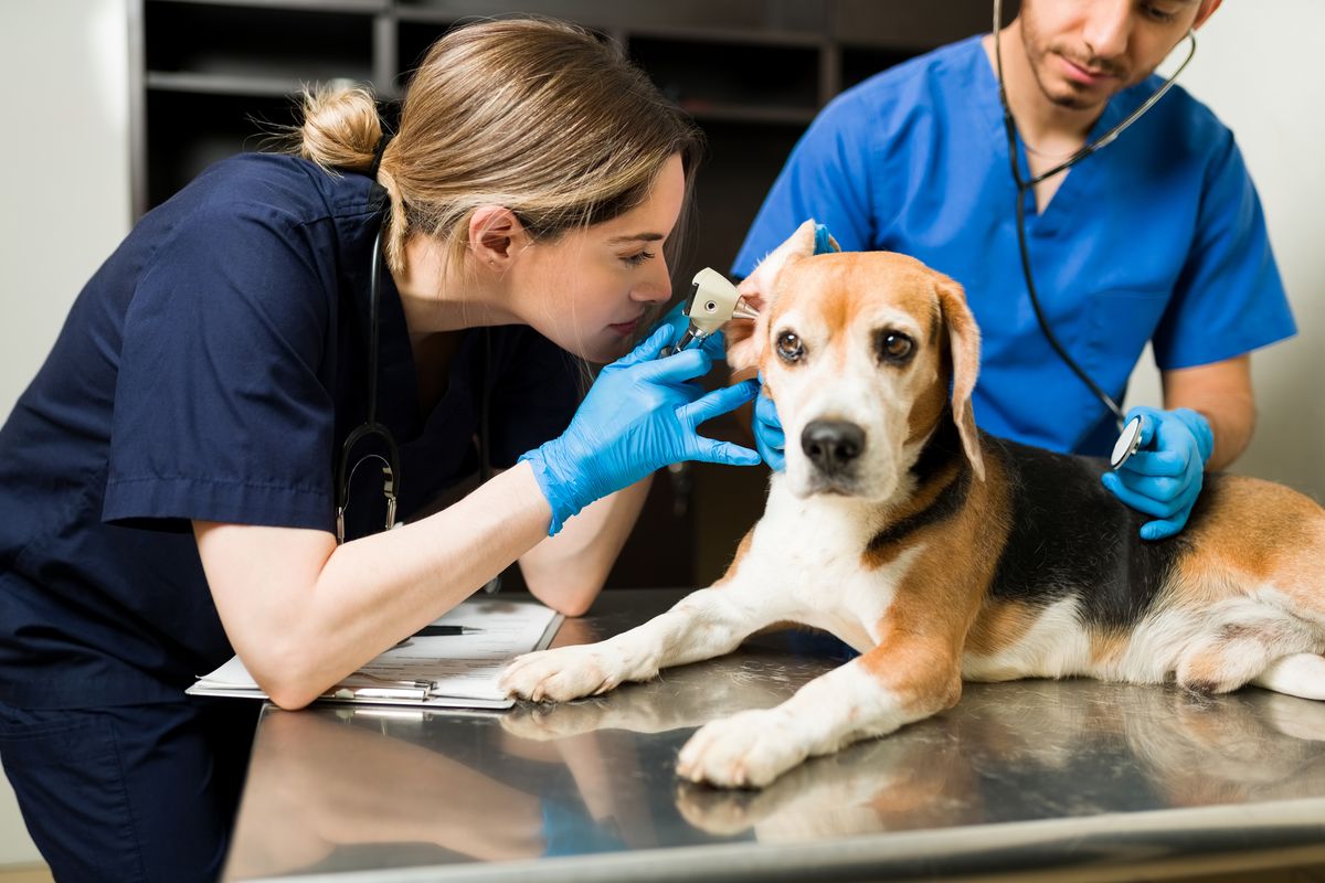 visita veterinario cane orecchie