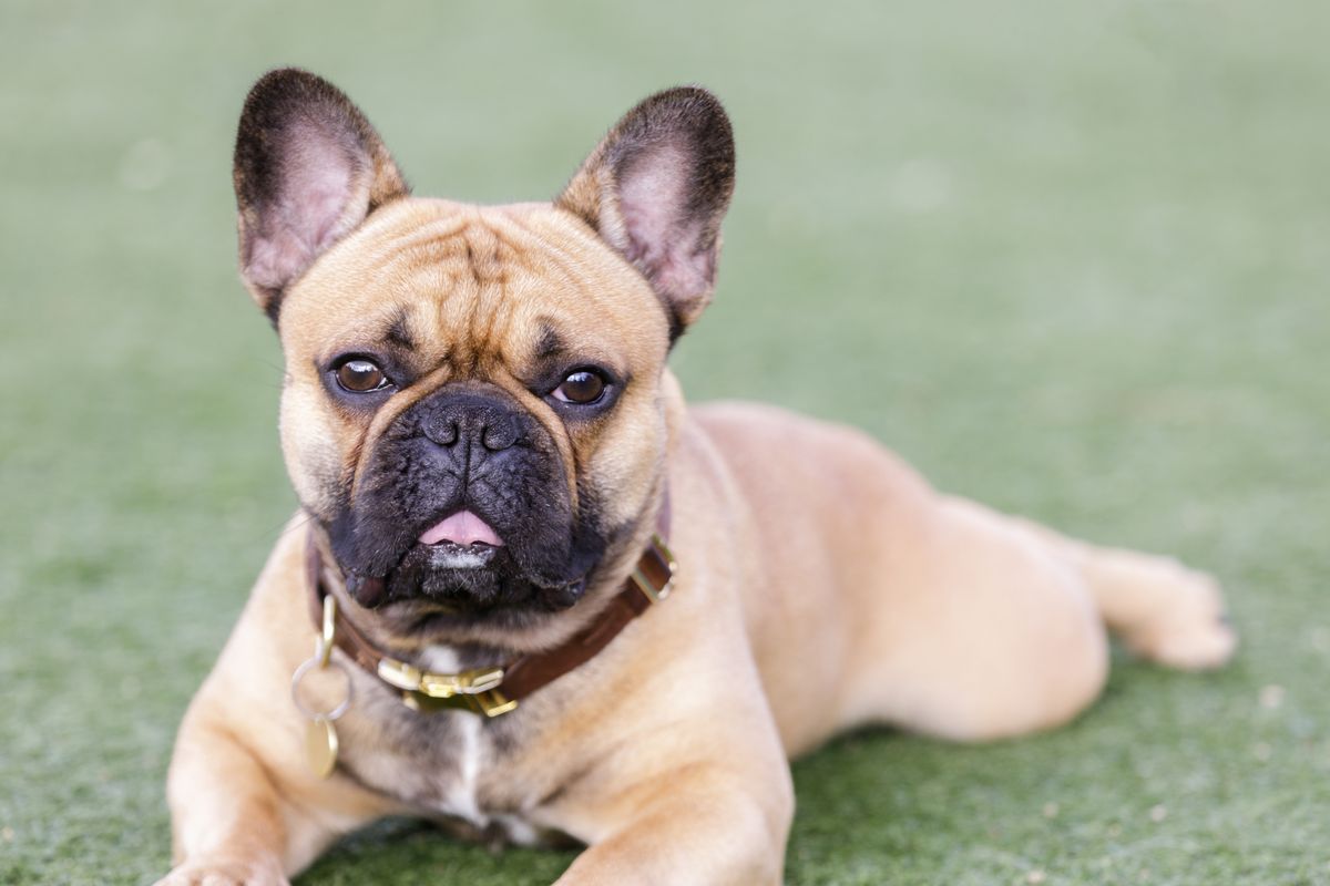 Bulldog francese, cane da compagnia: caratteristiche e prezzo