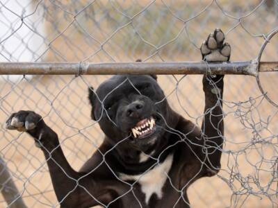 cane gabbia pit bull