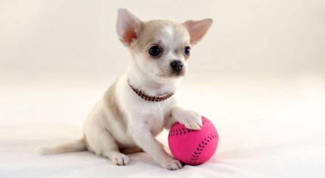 Chihuahua a pelo corto: tutto quel che c&#8217;è da sapere su questa razza