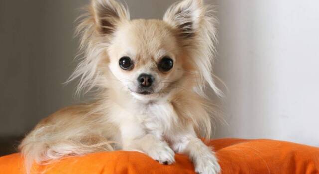 Chihuahua a pelo lungo: cosa c&#8217;è da sapere su questa razza