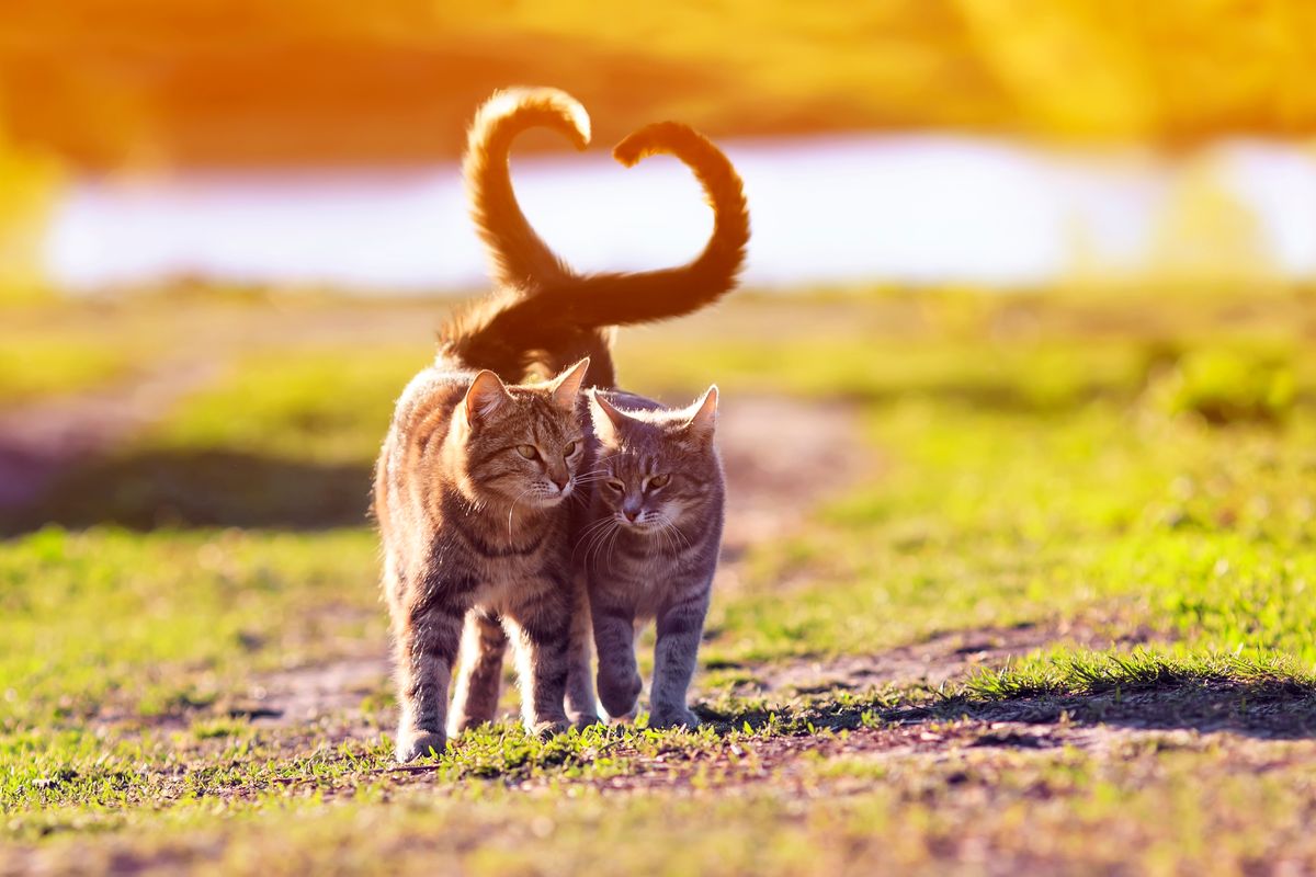 coppia gatti amore cuore code