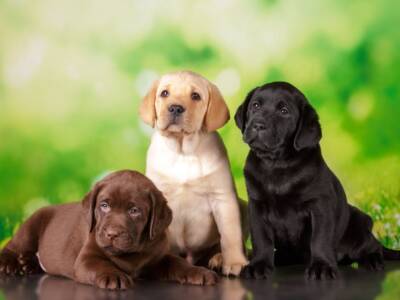 cuccioli di labrador