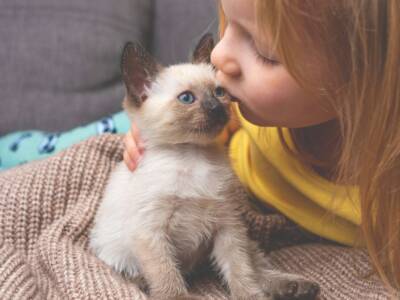cucciolo di gatto siamese bambina