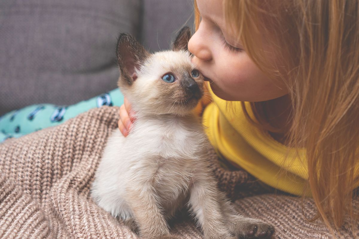 cucciolo di gatto siamese bambina