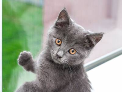 La storia di Midas: il gattino con 4 orecchie, star del web