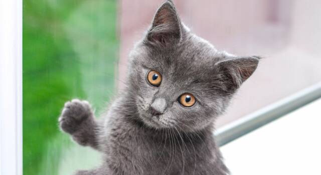 La storia di Midas: il gattino con 4 orecchie, star del web
