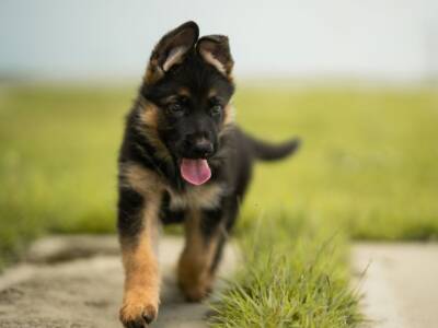 cucciolo pastore tedesco