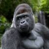 Ozzie, il gorilla più vecchio del mondo si è spento a 61 anni