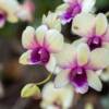 Come si fa il rinvaso dell’orchidea e quando è necessario?