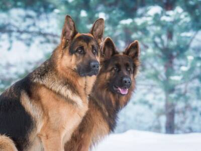 pastore tedesco pelo corto pelo lungo