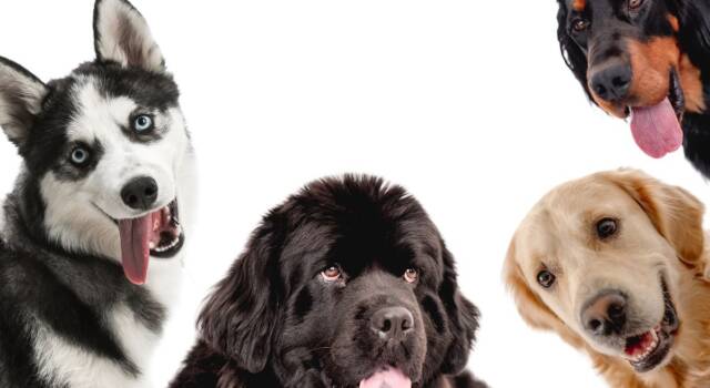 Come vedono i cani: sfatiamo il mito del bianco e nero
