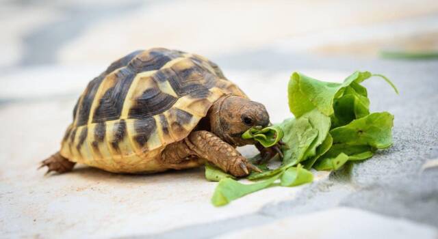 Cosa mangiano le tartarughe d&#8217;acqua per vivere bene e a lungo
