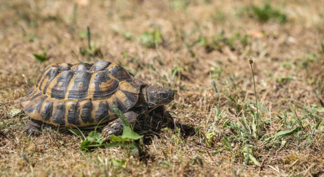 Letargo tartarughe: quanto dura e cosa fare per garantire il giusto riposo