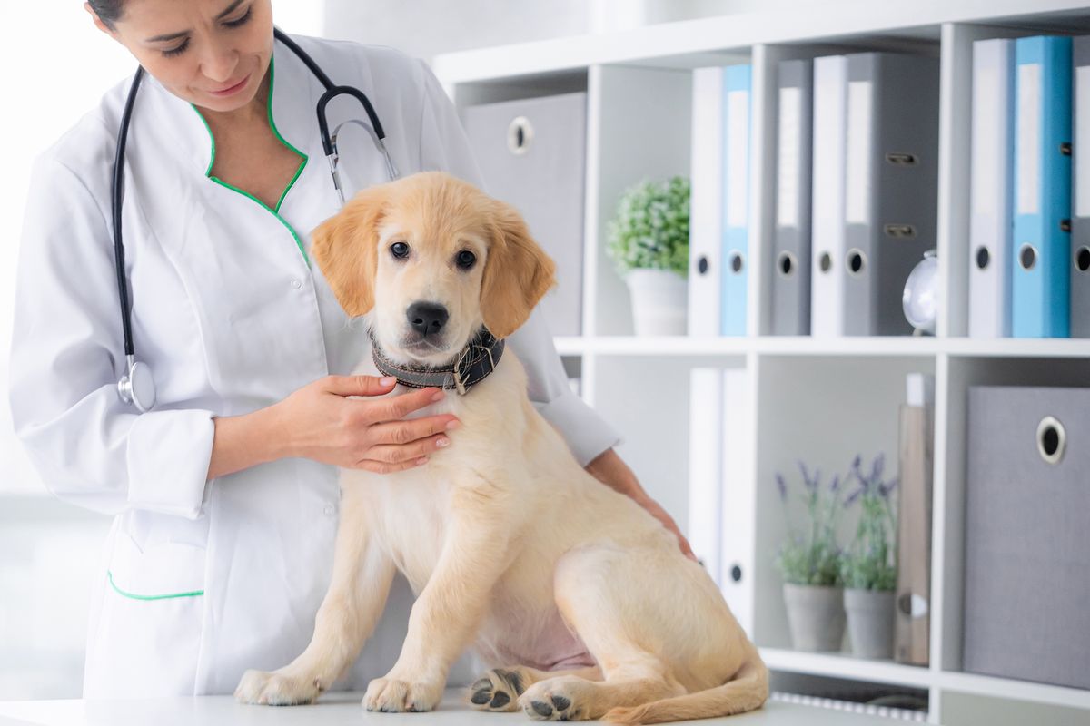 visita cucciolo cane veterinario