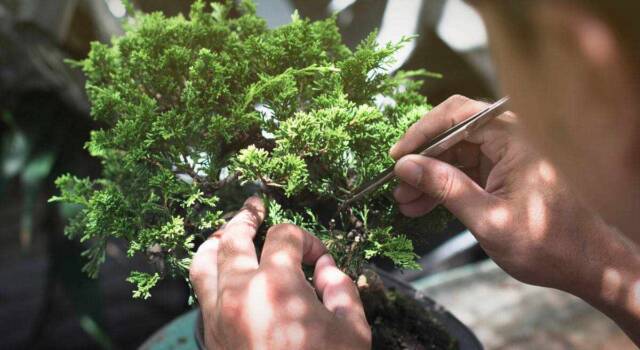 Come fare un bonsai in modo semplice e pratico