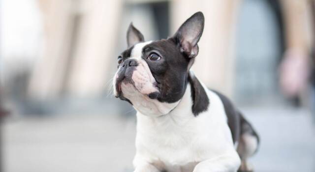 Boston Terrier: tutto ciò che devi sapere su questo simpatico compagno di giochi