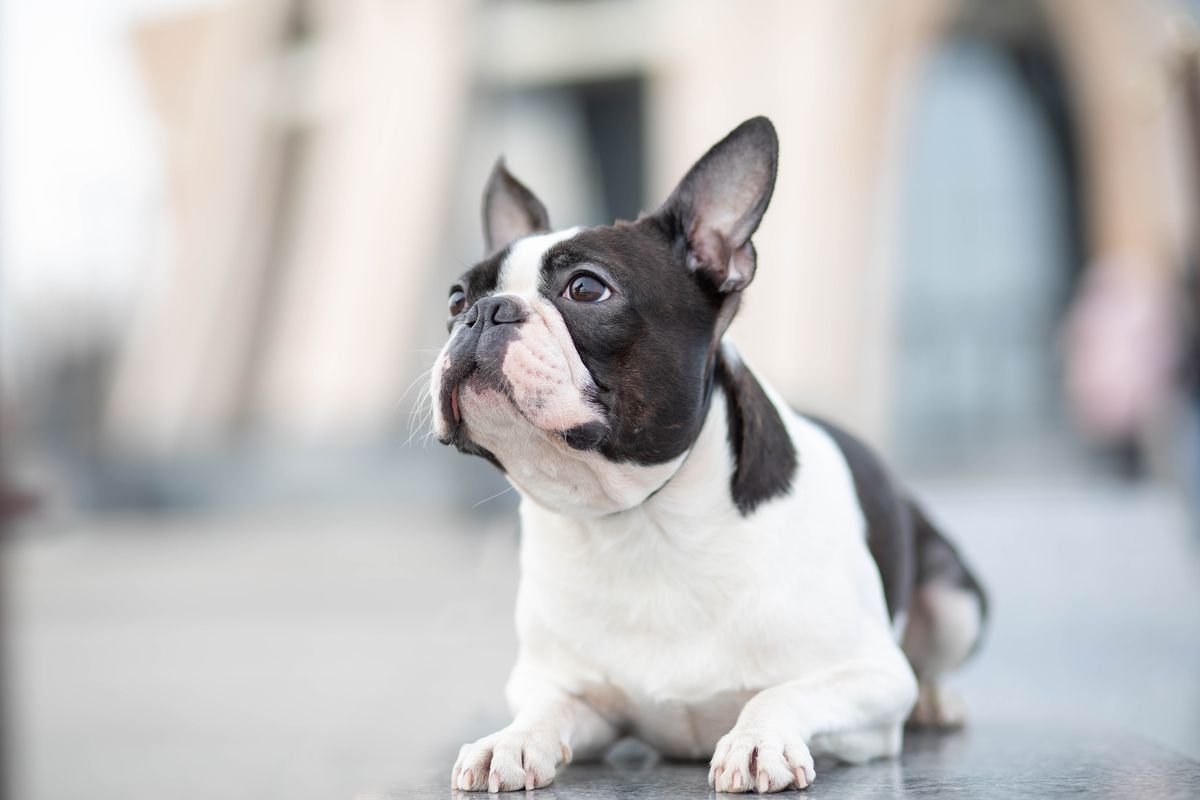 Boston Terrier