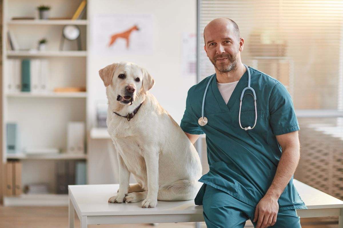 cane e veterinario
