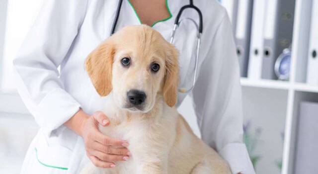 Nasce la visita veterinaria &#8220;sospesa&#8221;, per tutte le famiglie in difficoltà
