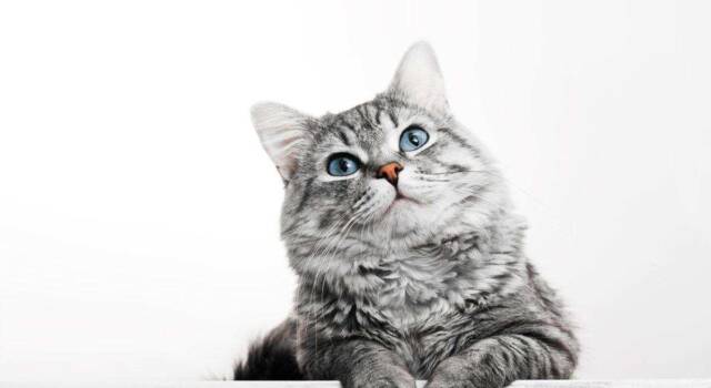 Gatto soriano: scopriamo tutte le particolarità di questa splendida razza